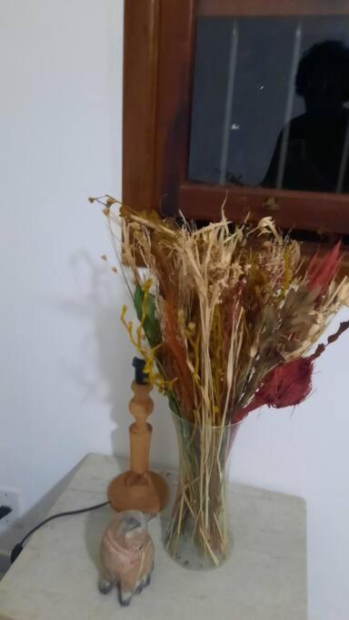 Curta A Terra Dos Dinos Na Casa Miguel Pereira